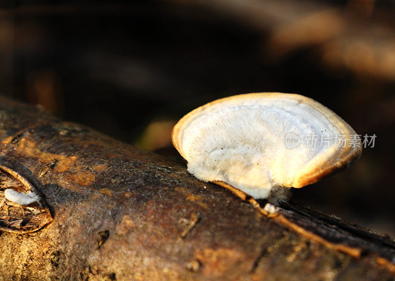 毛毡菌(Trametes hirsuta)，俗称毛支架，是一种植物真菌病原体。